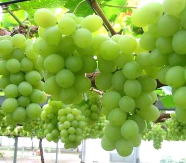 Полезный и вкусный виноград