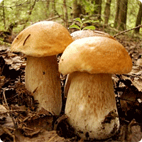 о выращивании грибов