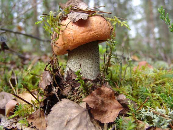 Советы и мифы о сборе грибов в лесу
