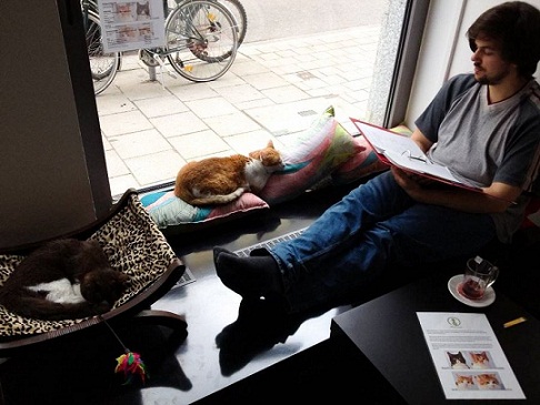 Необычное кафе с кошками в центре Парижа
