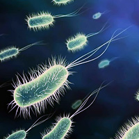 Бактерии заставляют человека переедать
